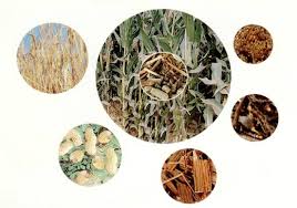 赫梅利尼茨基完成烏克蘭第一座熱電生物發電廠的建設