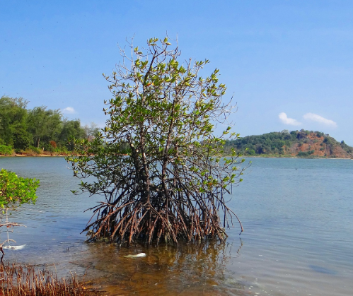 全國首個海洋領(lǐng)域溫室氣體減排項目落地